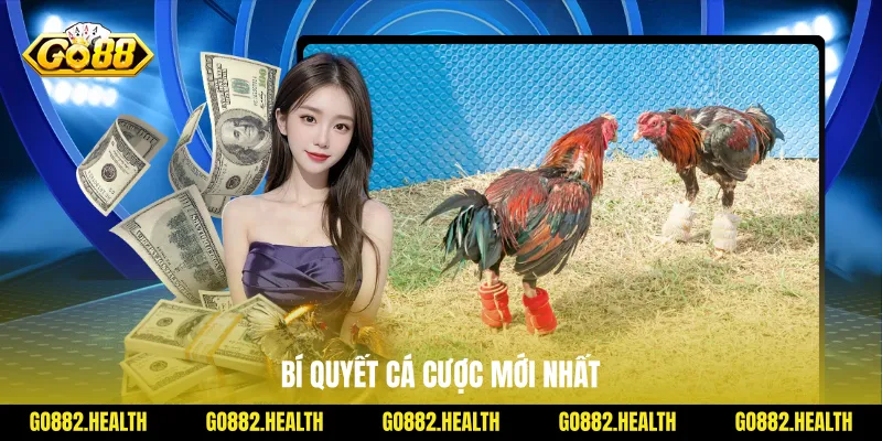 Bí quyết cá cược mới nhất