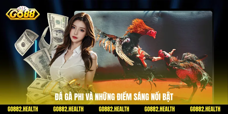 Đá gà Phi và những điểm sáng nổi bật