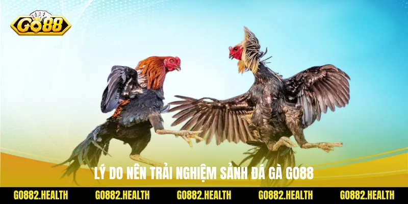 Lý do nên trải nghiệm sảnh đá gà Go88