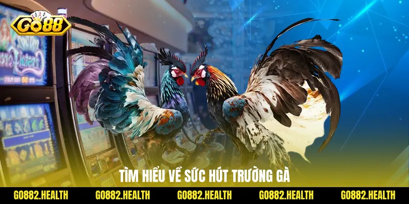Tìm hiểu về sức hút trường gà